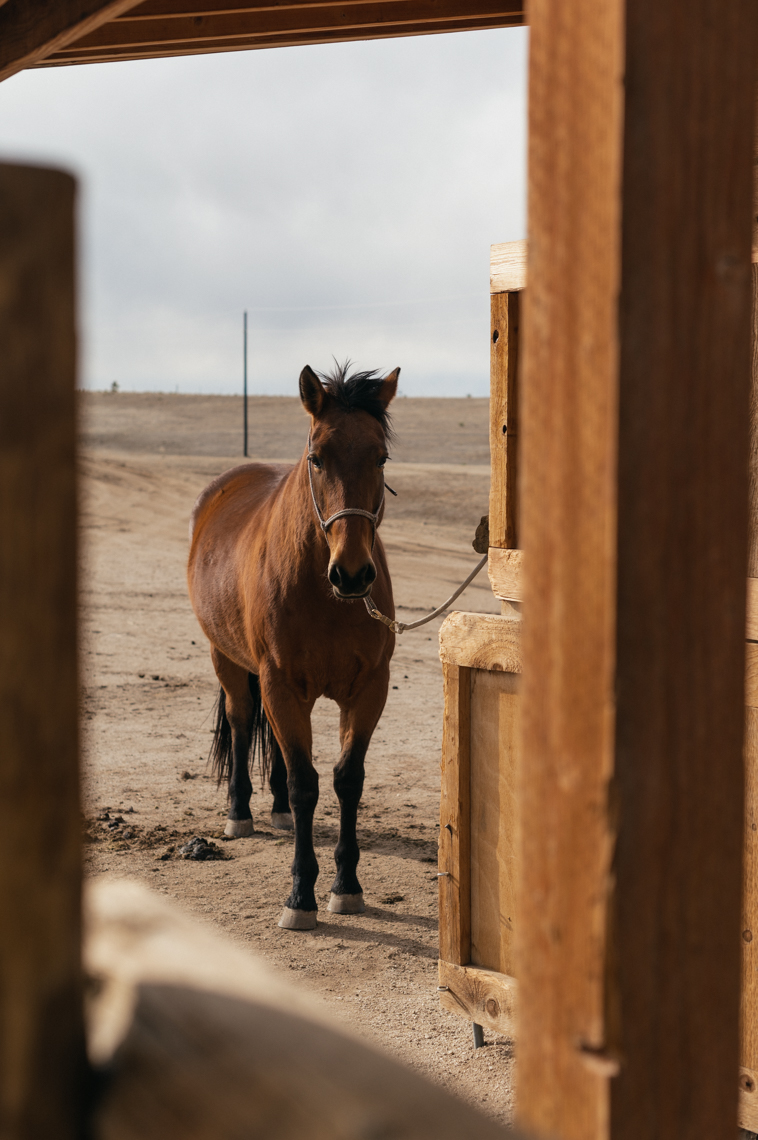 2021_03_Patagonia_Mustang-3175
